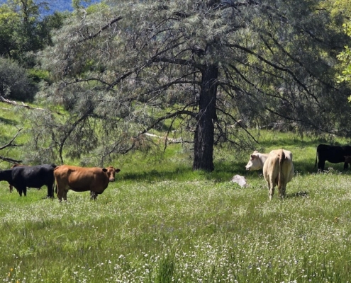 Access for All to the Outdoors - San Joaquin River Gorge