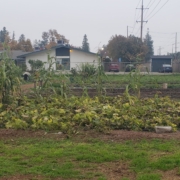 Environmental Justice Bus Tour with Fresno BHC