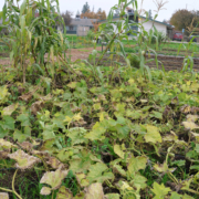 Environmental Justice Bus Tour with Fresno BHC