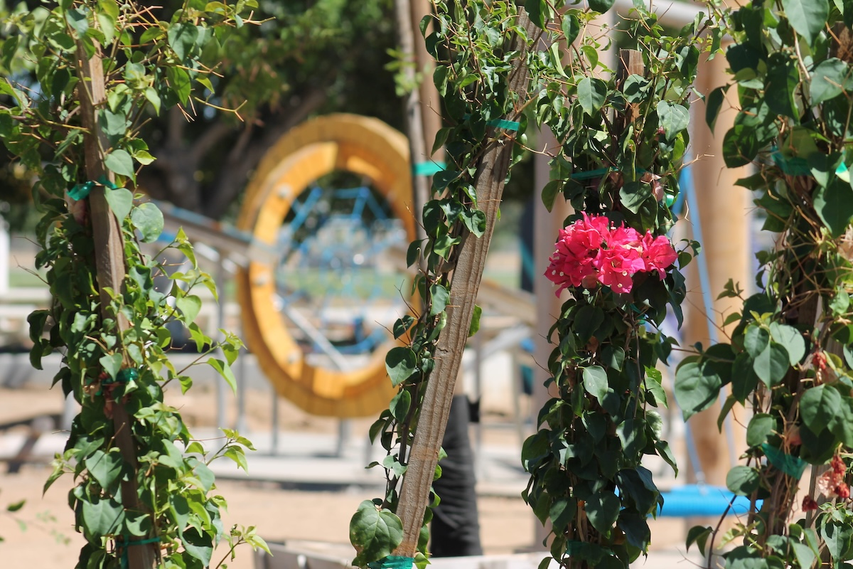 Bright pink bougainvillea flowers growing up a wooden post in the foreground, with a blurred yellow and blue circular playground structure in the background.